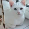 Alfy Schneeweißer Kater sucht gechillte Familie