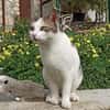 Sonnenschein Mina sucht Zuhause