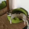 Sonnenschein Mina sucht Zuhause