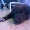 Kleine Shaggy sucht ihr Familie