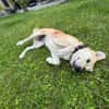 Vanilla sucht ihr Für-Immer-Zuhause