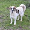 Ozora sucht schon so lange