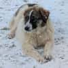 Ozora sucht schon so lange