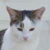 Schmusekater Anton