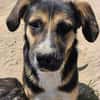 Prachtbusche Goofy sucht sein Zuhause