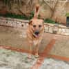 Elix
