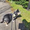Sanfte Zana sucht ruhiges Zuhause