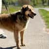 Abby sucht ihr Zuhause