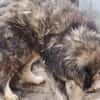 Yamka - sucht dringend ein Zuhause