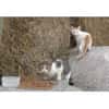 Auswilderungsplätze für scheue Katzen