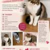 Maine Coon Mix namens Love