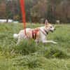 Cappy - Schlappohr sucht Dich