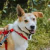 Cappy - Schlappohr sucht Dich