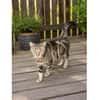 Zwei Kater - warten in 92342 Freystadt