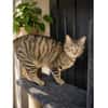 Zwei Kater - warten in 92342 Freystadt