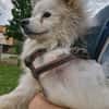 🐾 Vinni sucht eine Pflegestelle oder sein Zuhause