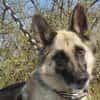 Alter Schäferhund sucht Paten / Gnadenplatz