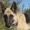 Alter Schäferhund sucht Paten / Gnadenplatz