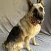 Alter Schäferhund sucht Paten / Gnadenplatz