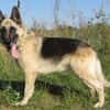 Alter Schäferhund sucht Paten / Gnadenplatz