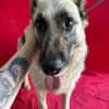 Alter Schäferhund sucht Paten / Gnadenplatz