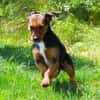 sensibler Junghund sucht Herzensmensch