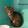 Precieuse