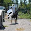 Rafale