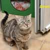 Ginette
