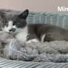 MIMI