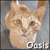 Oasis