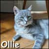 Ollie