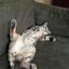 Ollie