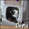 Layla