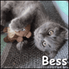 Bess