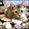 Bahia