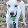 PUCK, petit chien de 9 kg