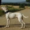 PUCK, petit chien de 9 kg
