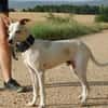 PUCK, petit chien de 9 kg
