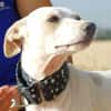 PUCK, petit chien de 9 kg