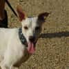 PUCK, petit chien de 9 kg