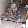 Rinah