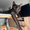 ÉCHO ADOPTABLE AVEC UN COPAIN CHAT