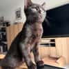 ÉCHO ADOPTABLE AVEC UN COPAIN CHAT