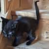 Bagheera