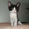 Myrtille