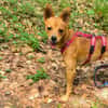 Quirlige kleine Canela