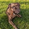 Französische Bulldogge/ Boxer Rüde sucht ein Zuhause