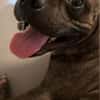 Französische Bulldogge/ Boxer Rüde sucht ein Zuhause