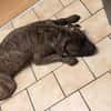 Französische Bulldogge/ Boxer Rüde sucht ein Zuhause